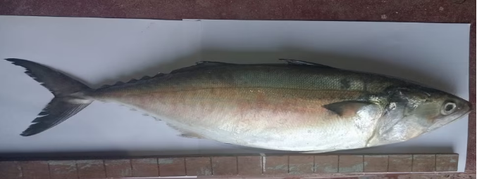 Kalvari Fish ಈ ಬಂಗುಡೆ ತೂಕ ಬರೋಬ್ಬರಿ 1.23 ಕೆಜಿ - News Karkala